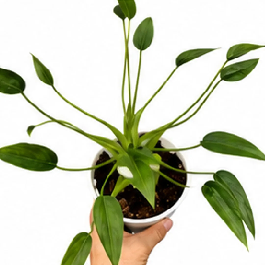 Alocasia Tiny Dancer – Tissue Culture