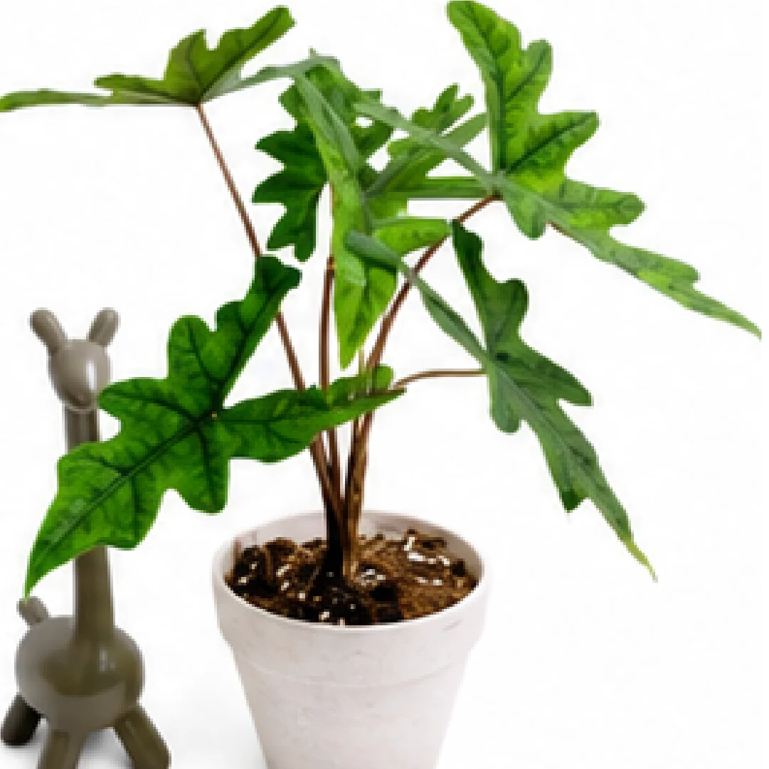 Alocasia Jacklyn – Tissue Culture