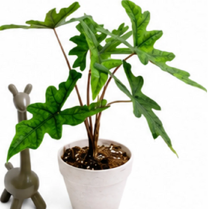 Alocasia Jacklyn – Tissue Culture