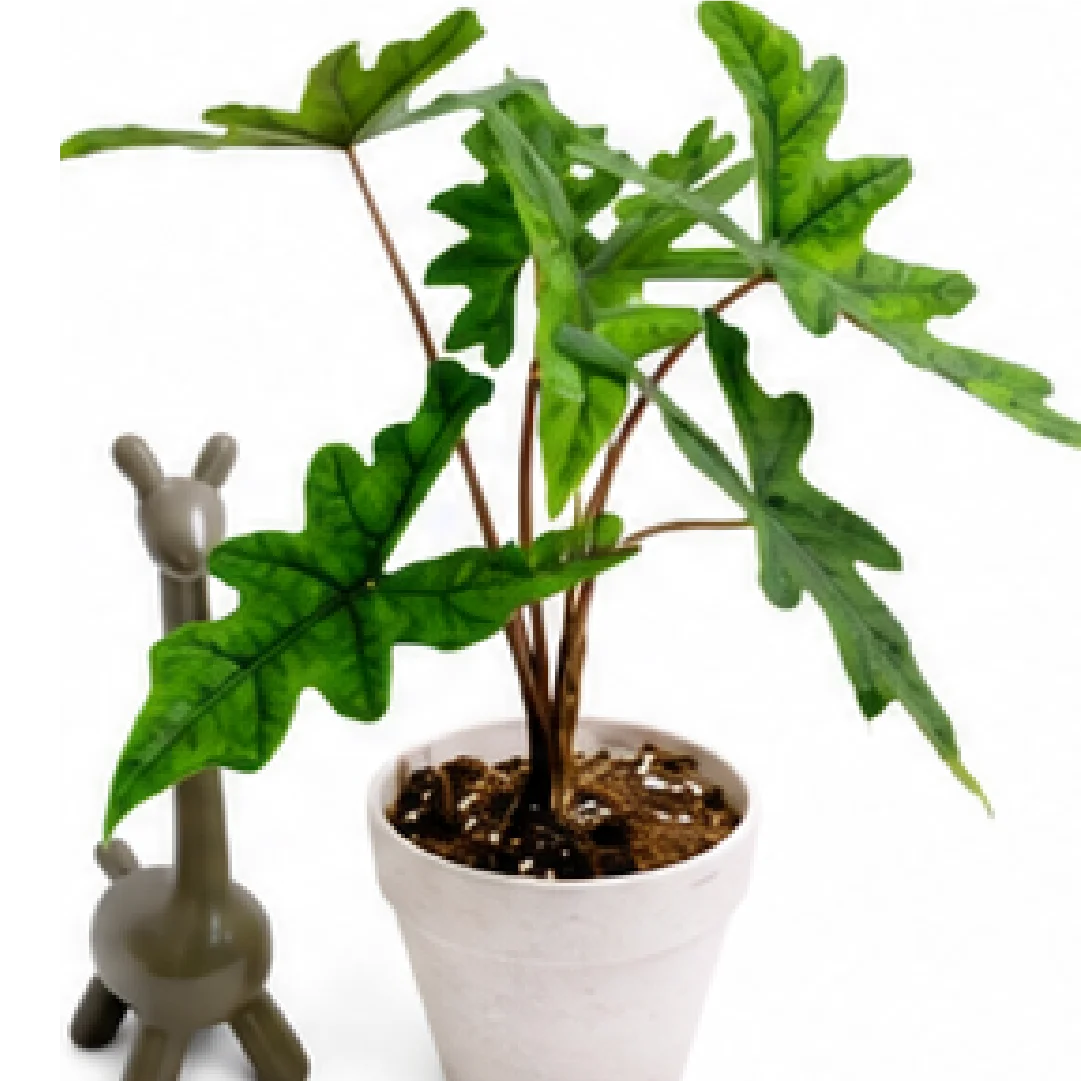 Alocasia Jacklyn – Tissue Culture