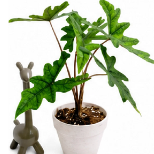 Alocasia Jacklyn – Tissue Culture