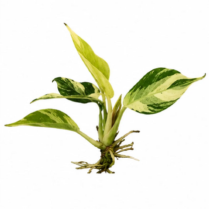 Philodendron Melanochrysum Var B Grade Tissue Culture
