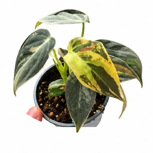 Philodendron Melanochrysum Var B Grade Tissue Culture