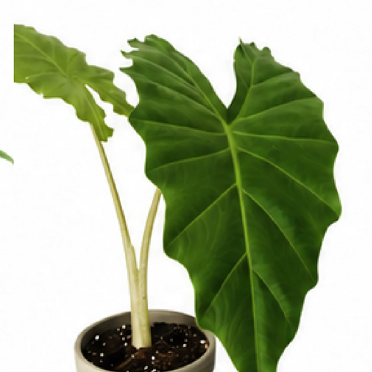 Alocasia Portora – Tissue Culture
