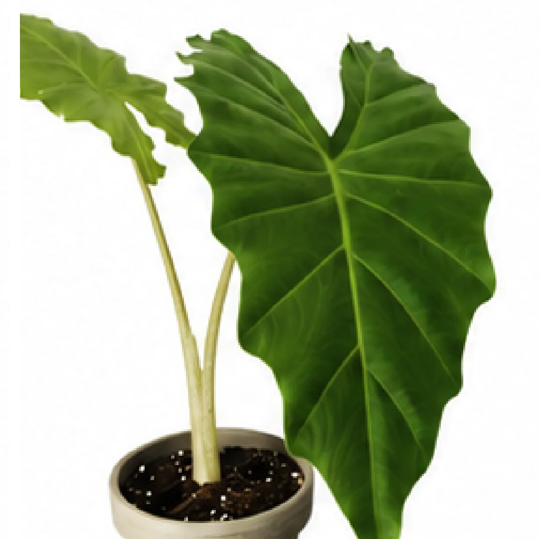 Alocasia Portora – Tissue Culture