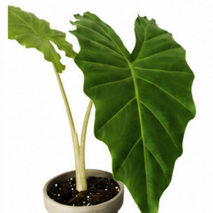 Alocasia Portora – Tissue Culture