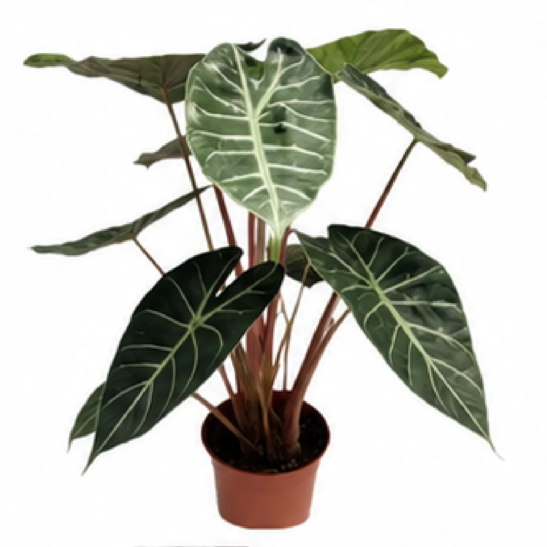 Alocasia Pink Dragon – Tissue Culture
