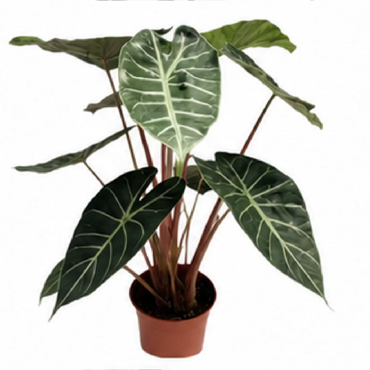 Alocasia Pink Dragon – Tissue Culture