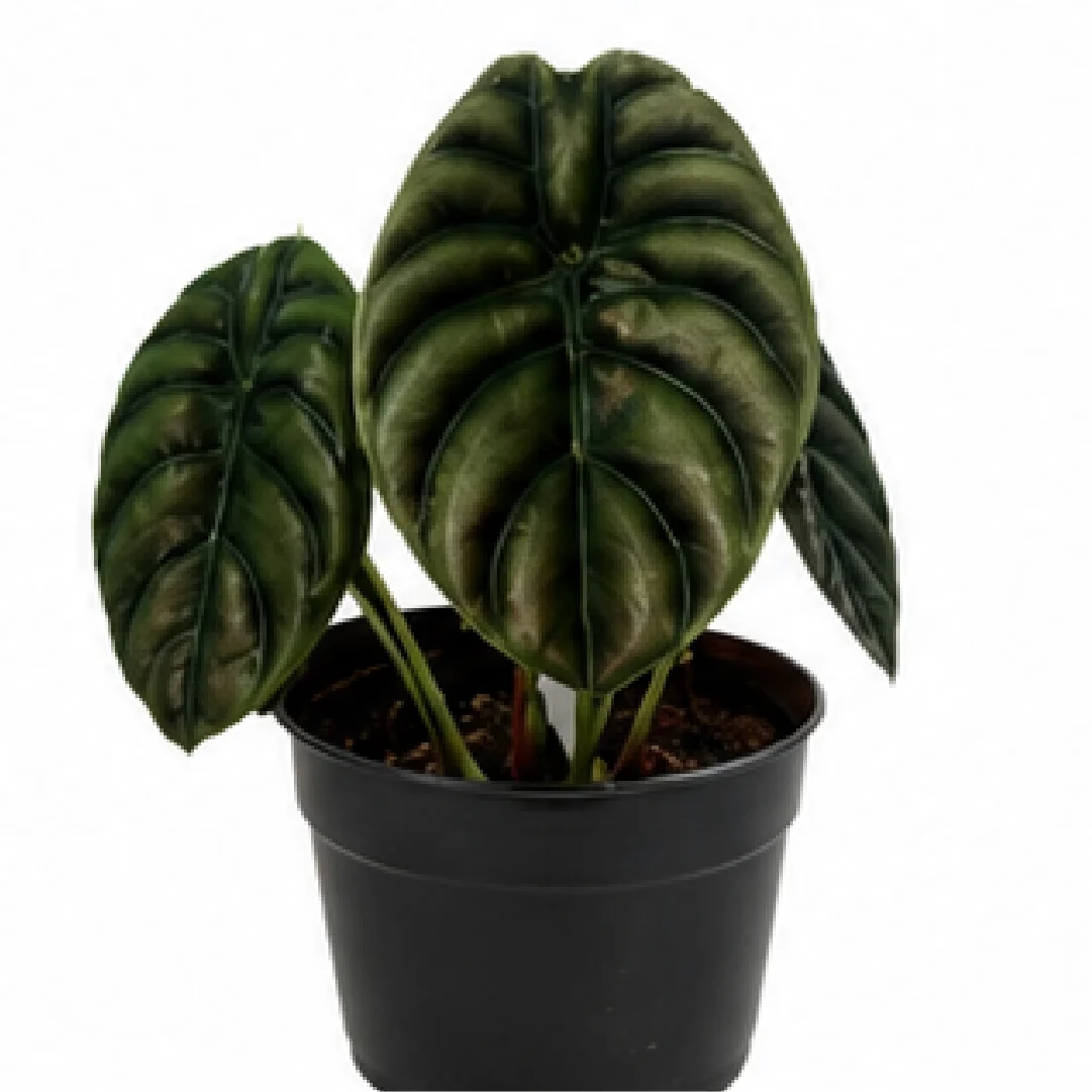 Alocasia Cuprea – Tissue Culture