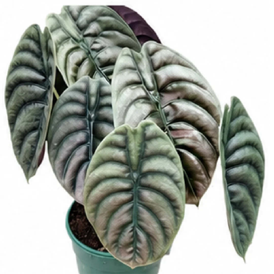 Alocasia Cuprea – Tissue Culture