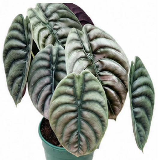 Alocasia Cuprea – Tissue Culture