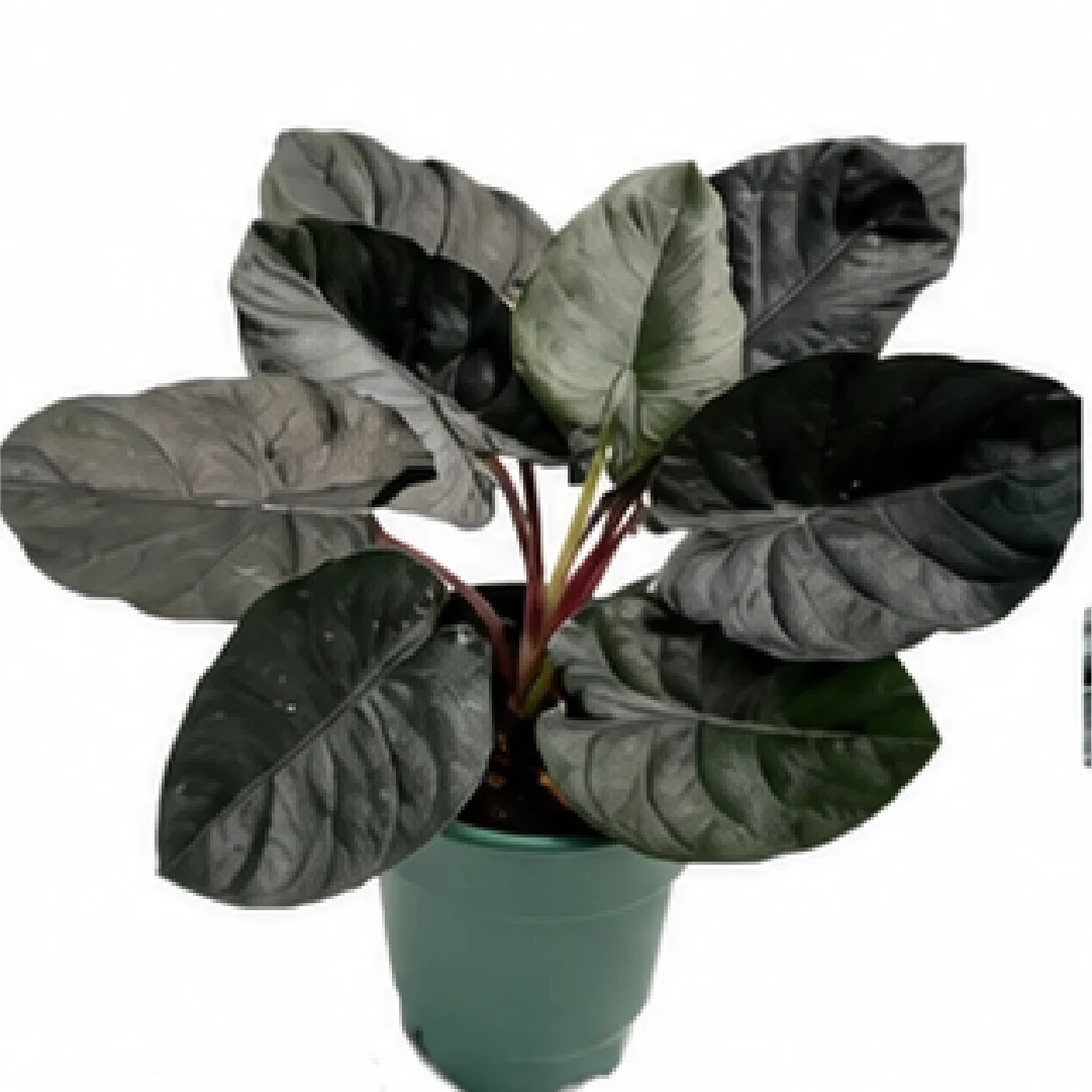 Alocasia Infernalis Black Magic – Tissue Culture