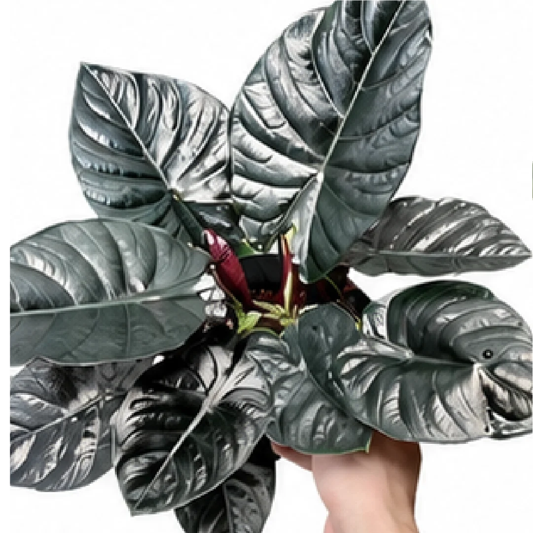 Alocasia Infernalis Black Magic – Tissue Culture