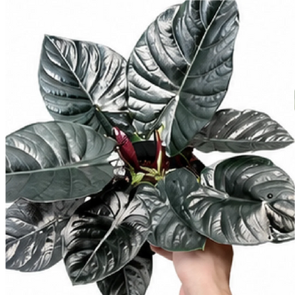 Alocasia Infernalis Black Magic – Tissue Culture