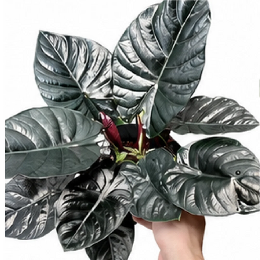 Alocasia Infernalis Black Magic – Tissue Culture