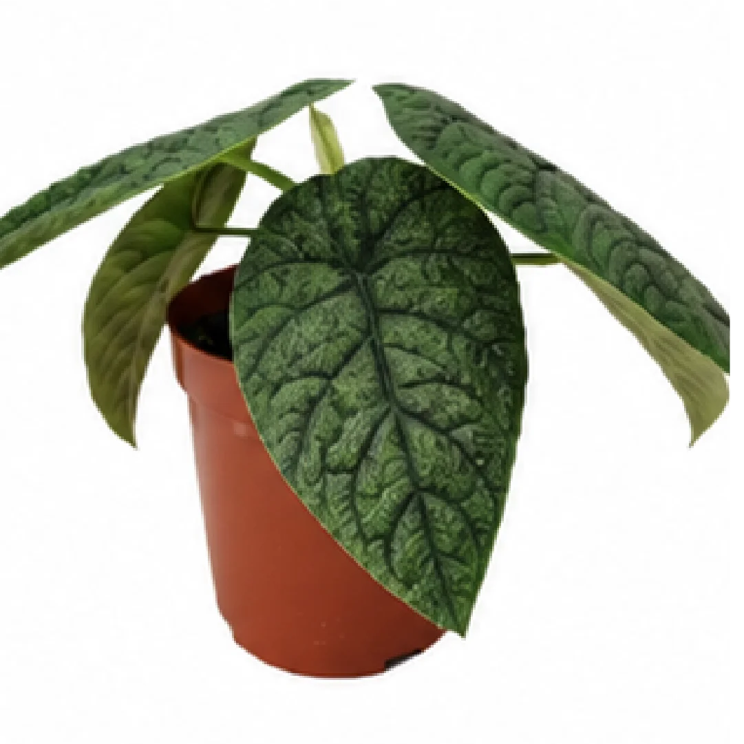 Alocasia Melo – Tissue Culture