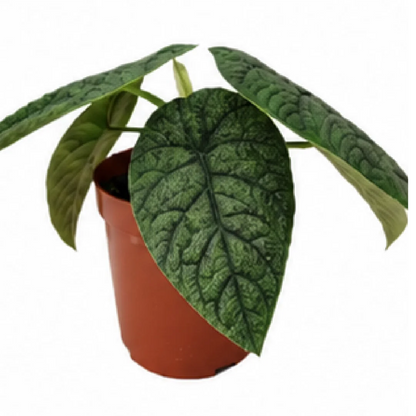 Alocasia Melo – Tissue Culture
