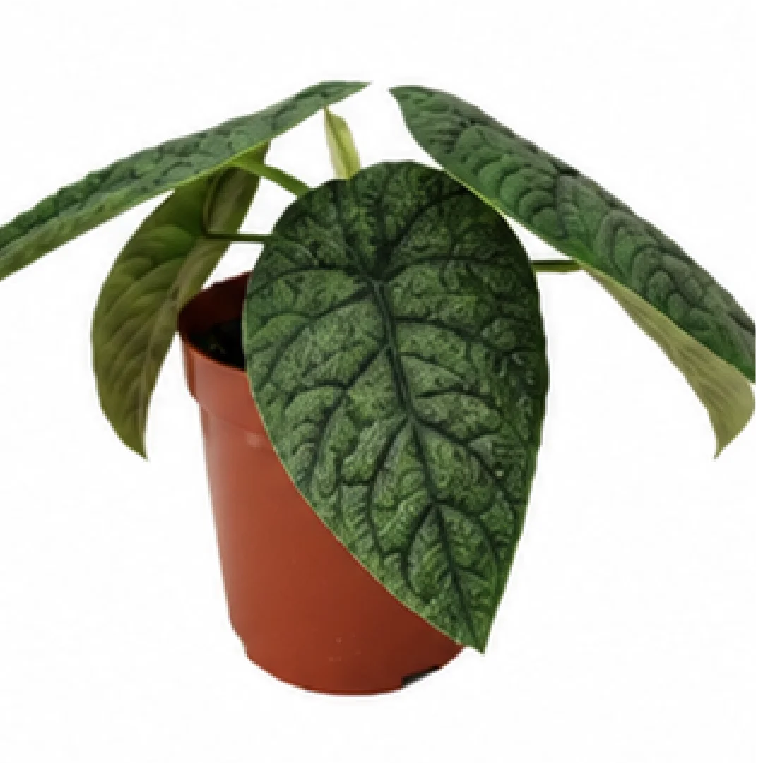 Alocasia Melo – Tissue Culture