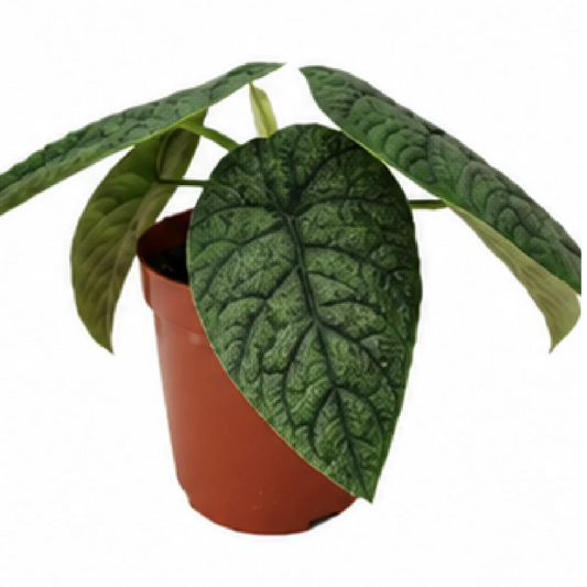 Alocasia Melo – Tissue Culture