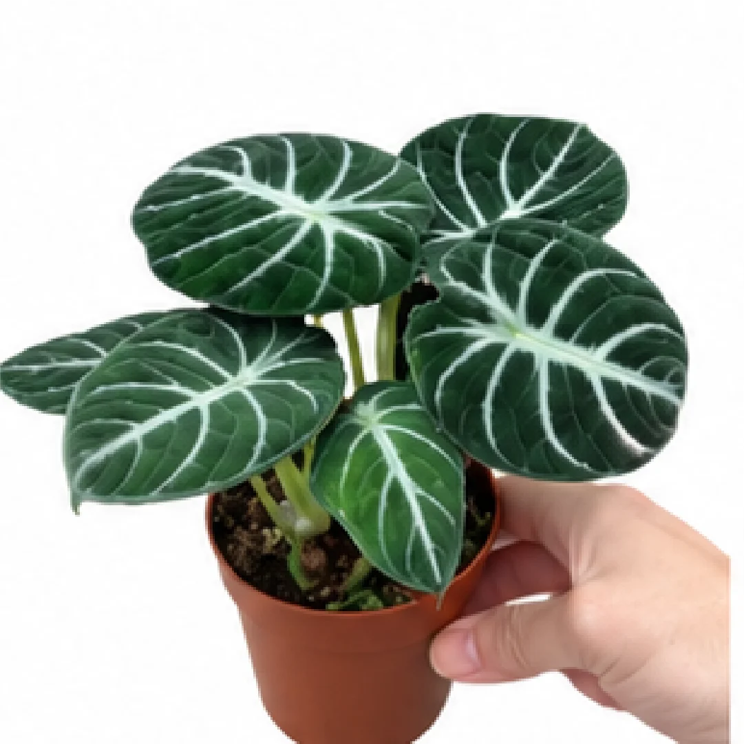 Alocasia Ninja – Tissue Culture