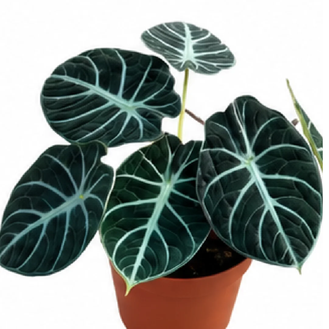 Alocasia Ninja – Tissue Culture