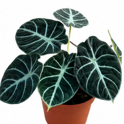 Alocasia Ninja – Tissue Culture