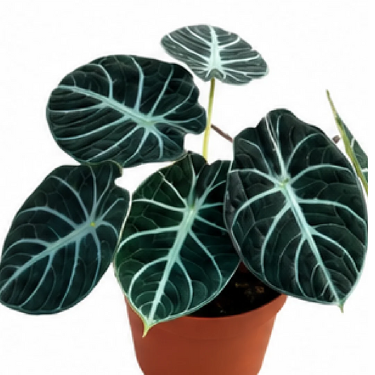 Alocasia Ninja – Tissue Culture
