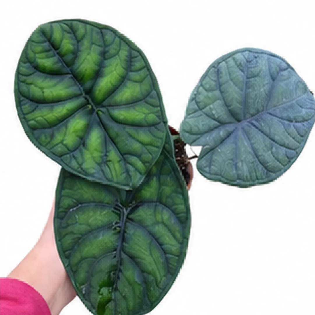 Alocasia Aegis – Tissue Culture