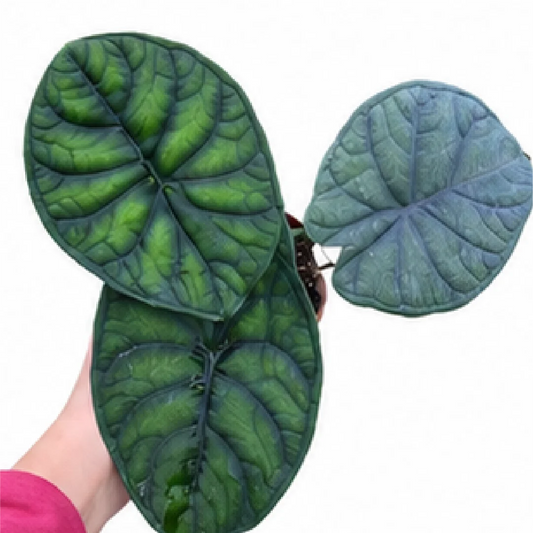 Alocasia Aegis – Tissue Culture