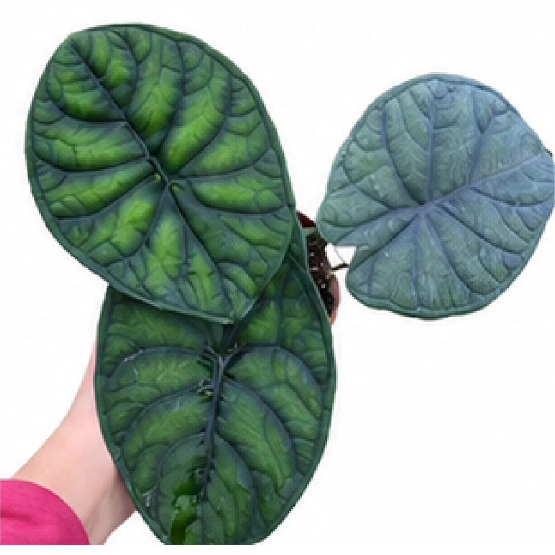 Alocasia Aegis – Tissue Culture