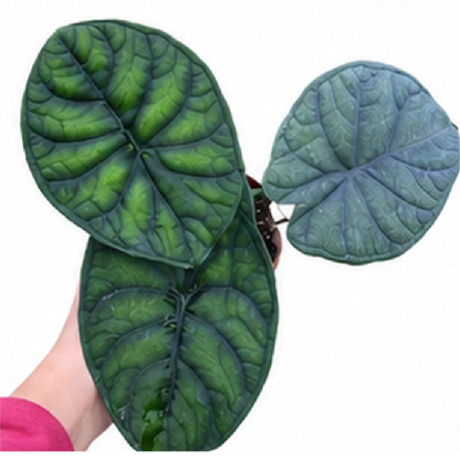 Alocasia Aegis – Tissue Culture