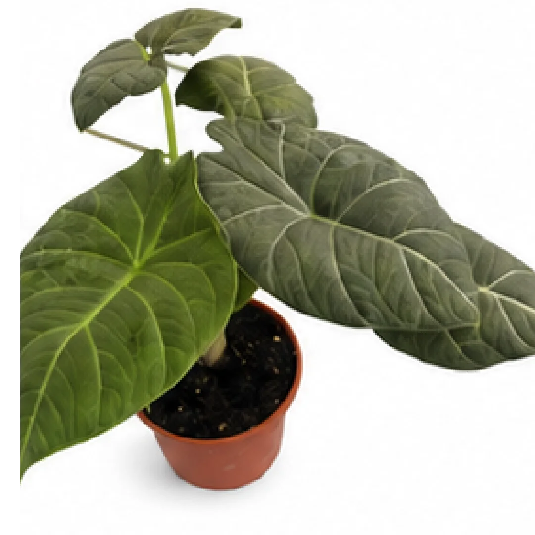 Alocasia Dragon Moon – Tissue Culture