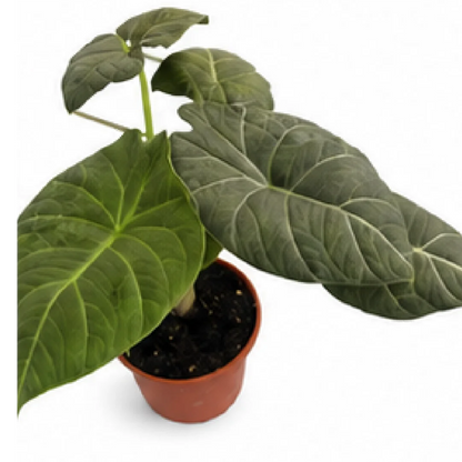 Alocasia Dragon Moon – Tissue Culture