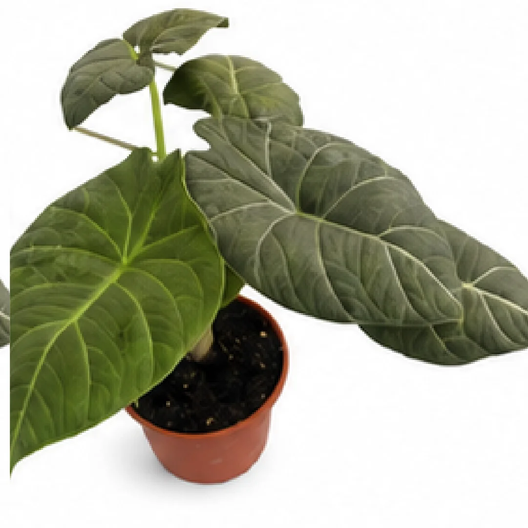 Alocasia Dragon Moon – Tissue Culture