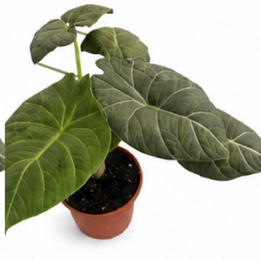 Alocasia Dragon Moon – Tissue Culture