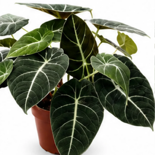 Alocasia Black Velvet – Tissue Culture