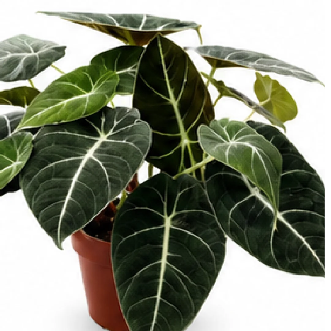 Alocasia Black Velvet – Tissue Culture