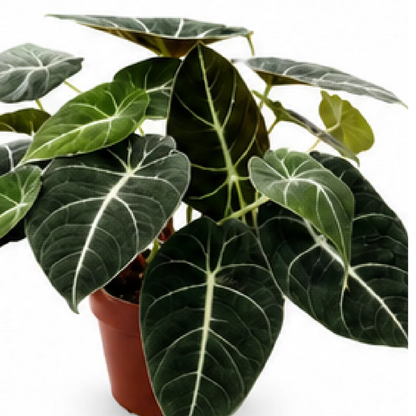 Alocasia Black Velvet – Tissue Culture