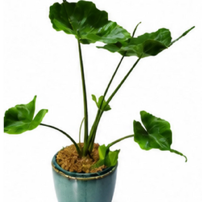 Alocasia Stingray – Tissue Culture