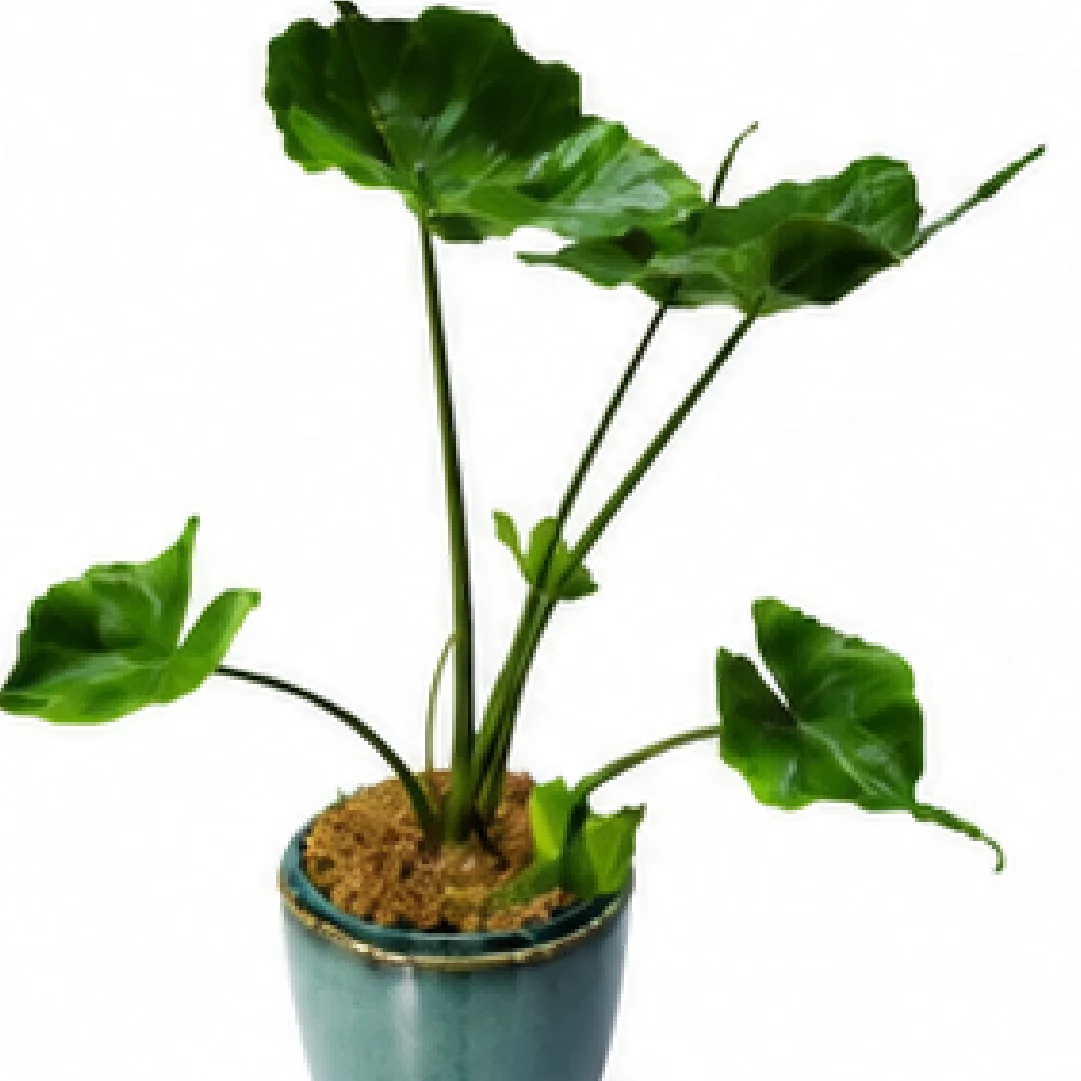 Alocasia Stingray – Tissue Culture
