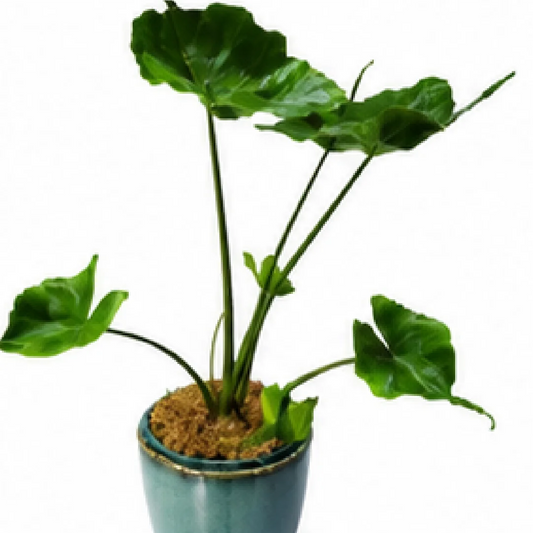 Alocasia Stingray – Tissue Culture