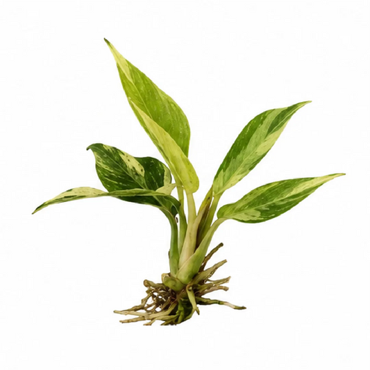 Philodendron Caramel Marble Var Tissue Culture
