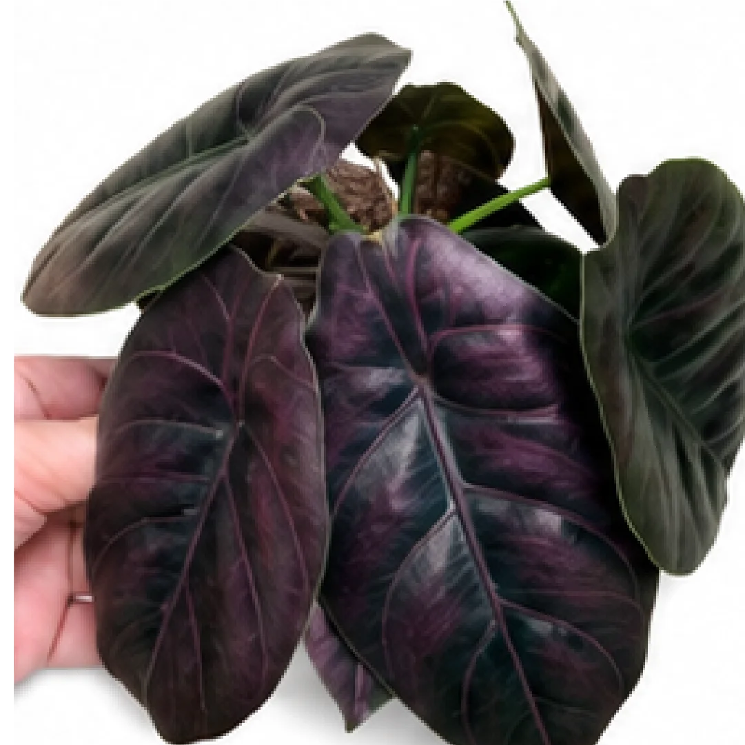 Alocasia Azlanii Red Mambo – Tissue Culture
