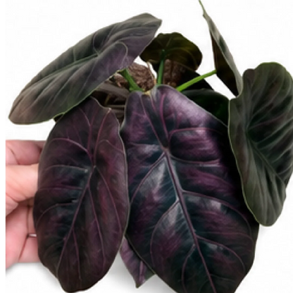 Alocasia Azlanii Red Mambo – Tissue Culture