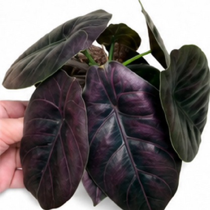 Alocasia Azlanii Red Mambo – Tissue Culture