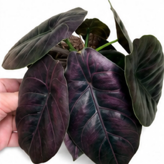 Alocasia Azlanii Red Mambo – Tissue Culture