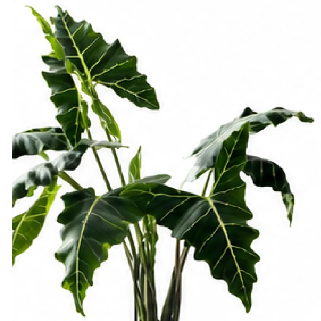 Alocasia Sarian – Tissue Culture