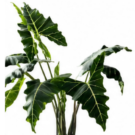 Alocasia Sarian – Tissue Culture