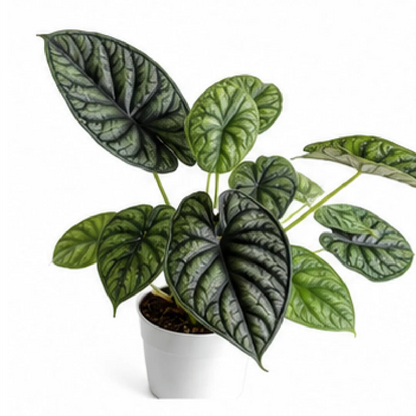 Alocasia Baginda Dragon Scale – Tissue Culture