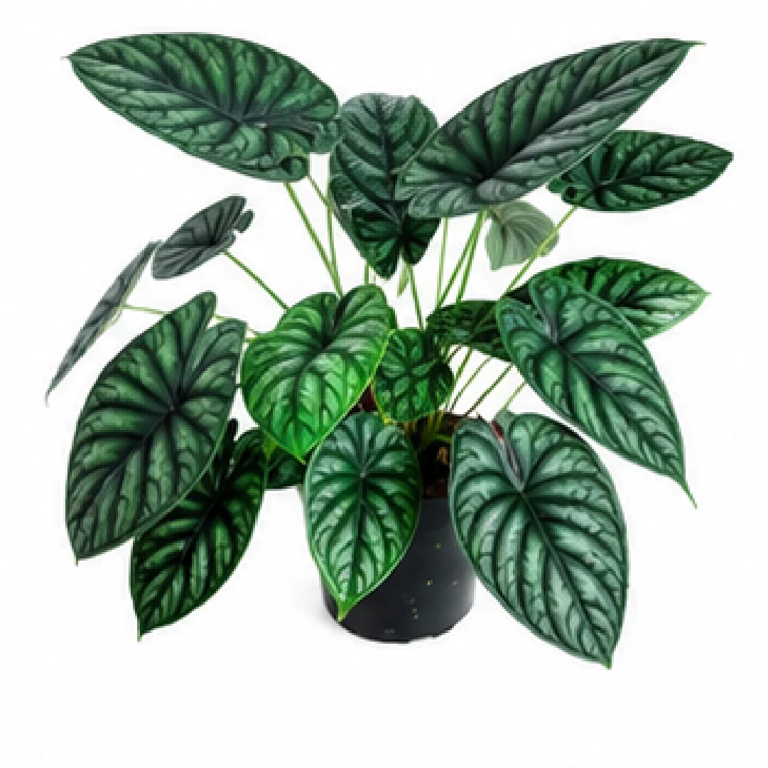 Alocasia Baginda Dragon Scale – Tissue Culture